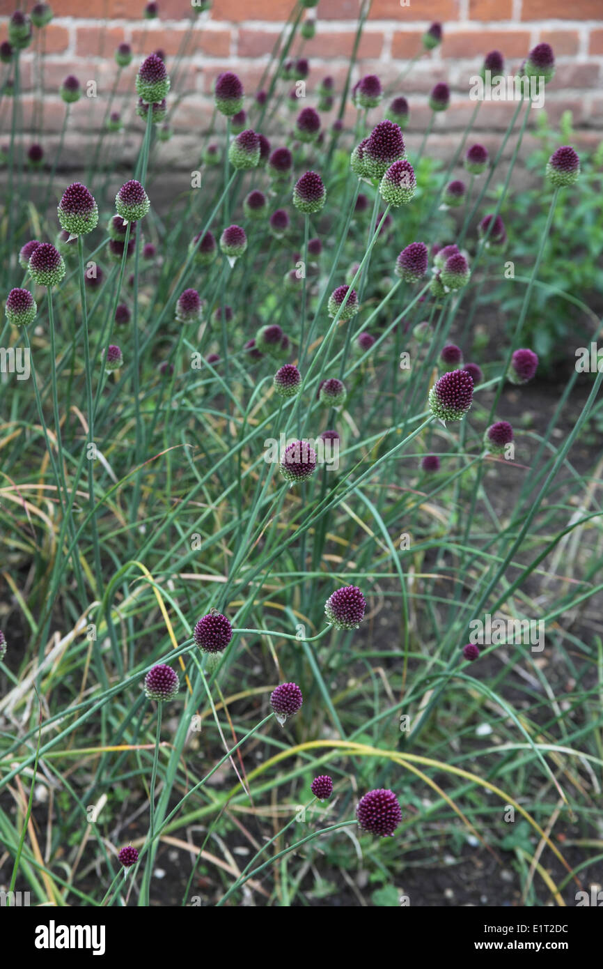 Les plantes en fleurs Allium spearocephalum Banque D'Images