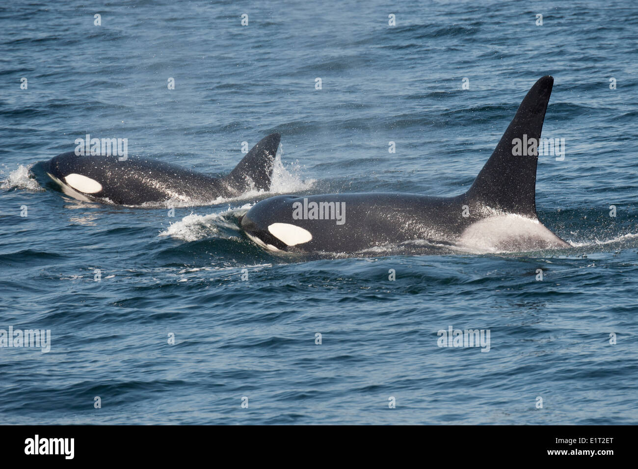 Les mâles et femelles/Biggs épaulard/orque (Orcinus orca). Surfacing, Monterey, Californie, l'océan Pacifique. Banque D'Images