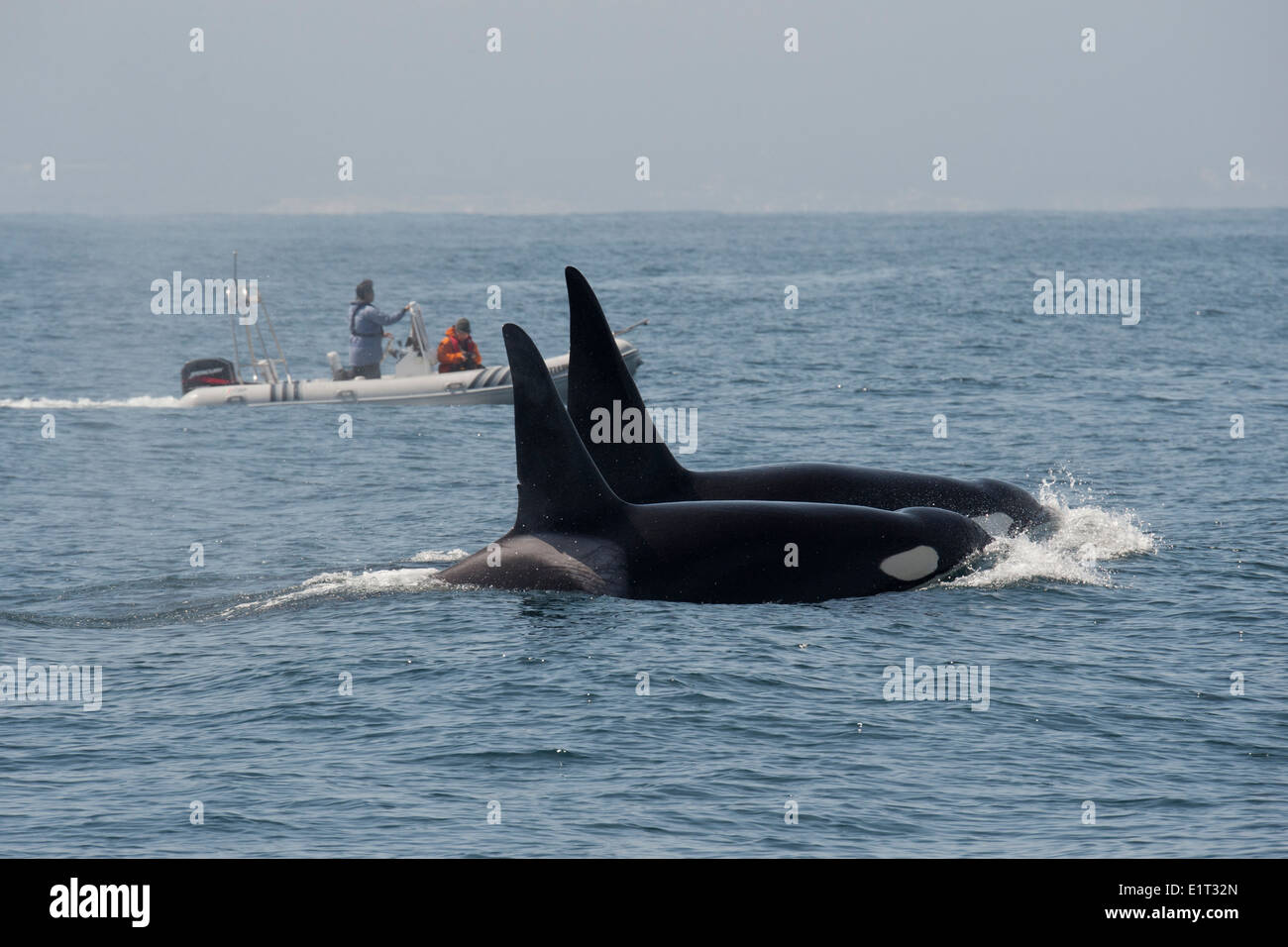 Deux hommes/transitoire Biggs Orques/orque (Orcinus orca). En face de bateau d'observation des baleines, Monterey, l'océan Pacifique. Banque D'Images