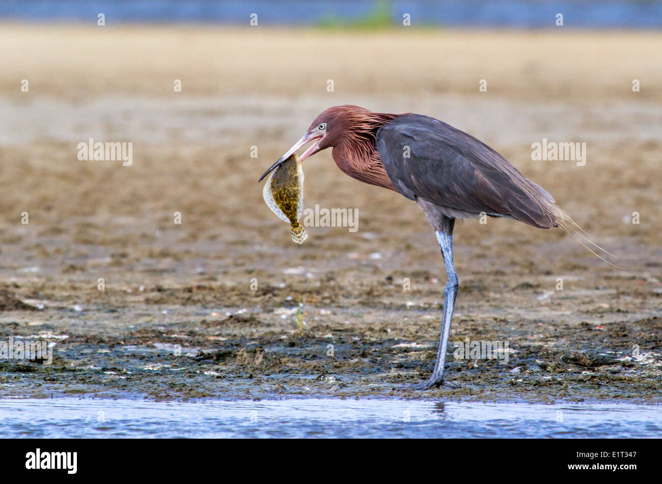 Aigrette garzette (Egretta rufescens rougeâtre) manger un matin - capture d'un flet, Galveston, Texas, États-Unis. Banque D'Images