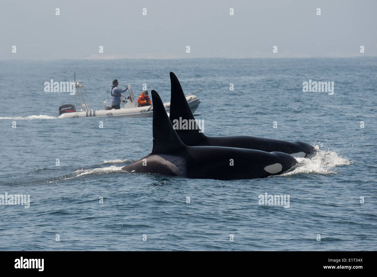 Deux hommes/transitoire Biggs Orques/orque (Orcinus orca). En face de bateau d'observation des baleines, Monterey, l'océan Pacifique. Banque D'Images