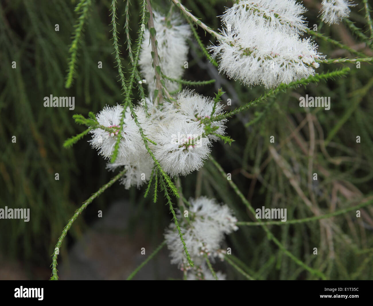 Callistemon salignus white bottlebrush shrub close up Banque D'Images