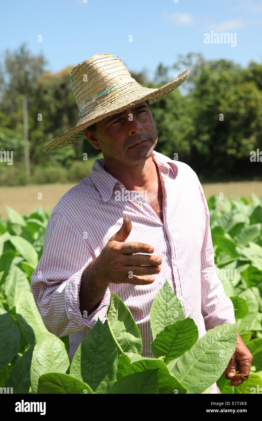 Producteur de tabac, Vinales, Cuba Banque D'Images