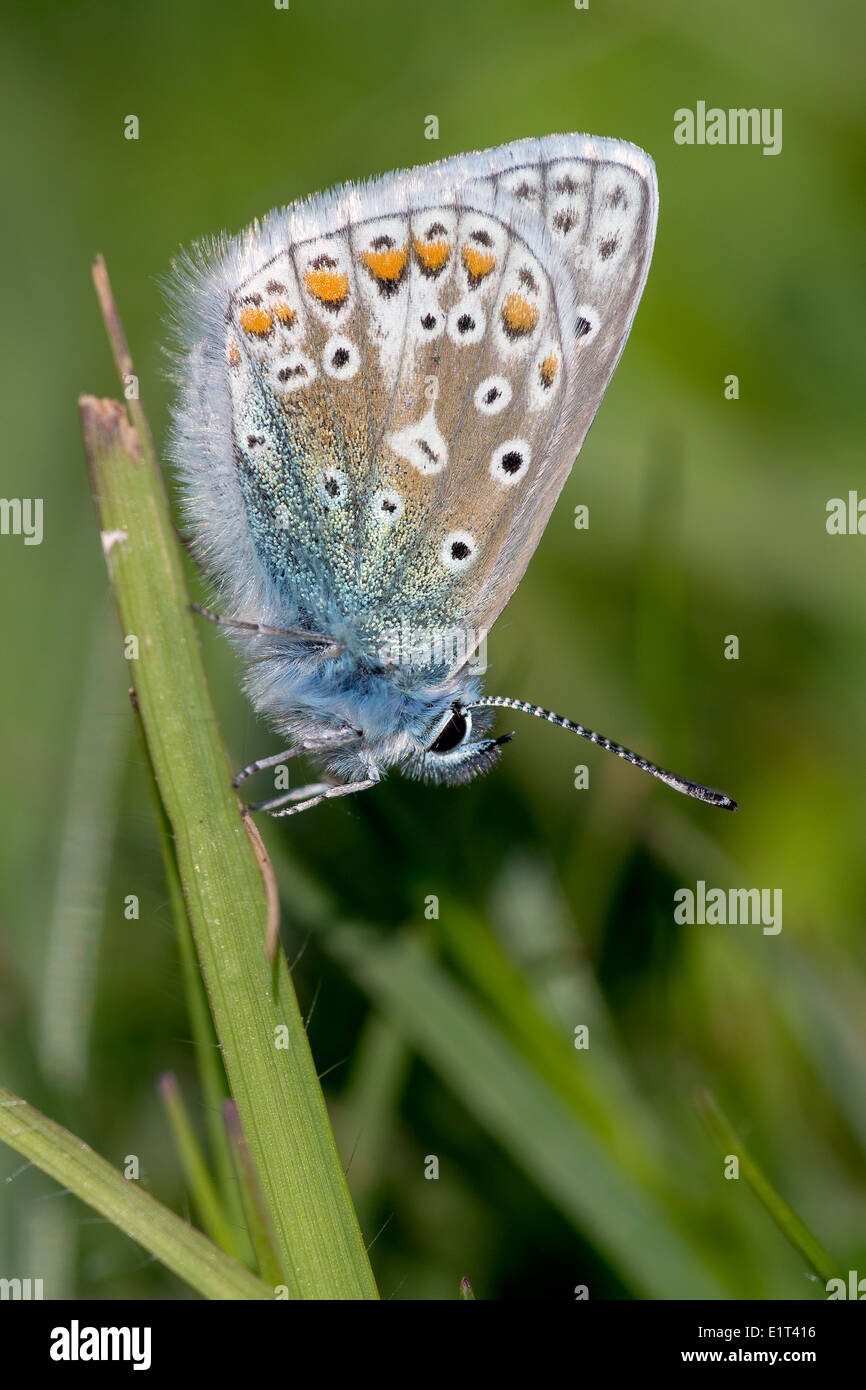 Un papillon bleu commun (Polyommatus icarus), se prélassant au début de l'été soleil sur Collard Hill dans le Somerset Banque D'Images
