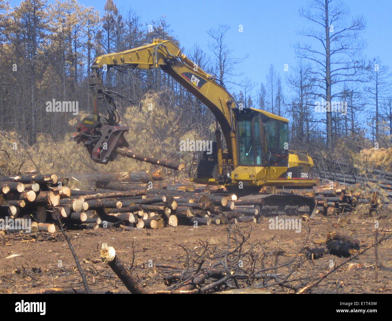 Un transformateur est utilisé pour déminer et couper les arbres dangereux dans la forêt nationale Apache-Sitgreaves afin d'améliorer la sécurité et la santé des forêts. La tâche de gestion forestière vise à réduire les risques d'incendies de forêt et à promouvoir la stabilité des écosystèmes. Banque D'Images