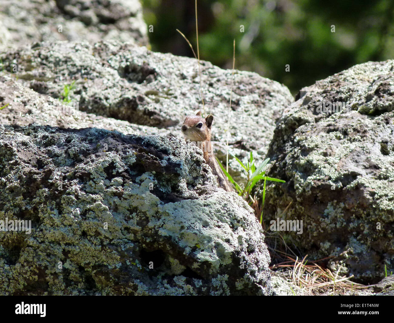 Une espèce d’oiseau Little Friend observée dans la forêt nationale Apache-Sitgreaves, au milieu des efforts de rétablissement après l’incendie de Baer, soulignant la sécurité incendie et la protection de la faune. Banque D'Images