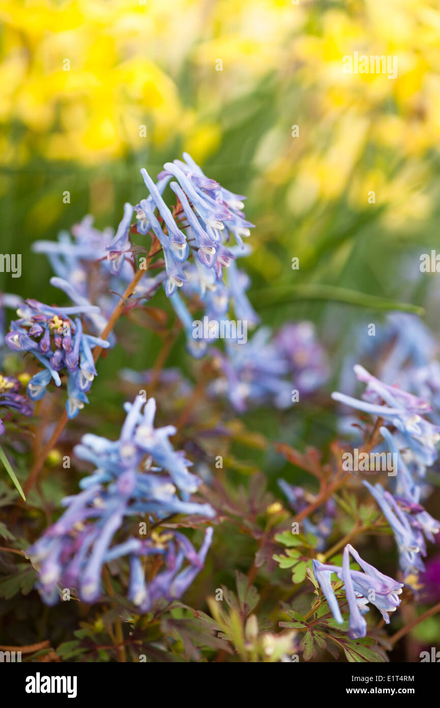 Corydalis flexuosa 'Blue Dragon', Fumeterre bleu Banque D'Images