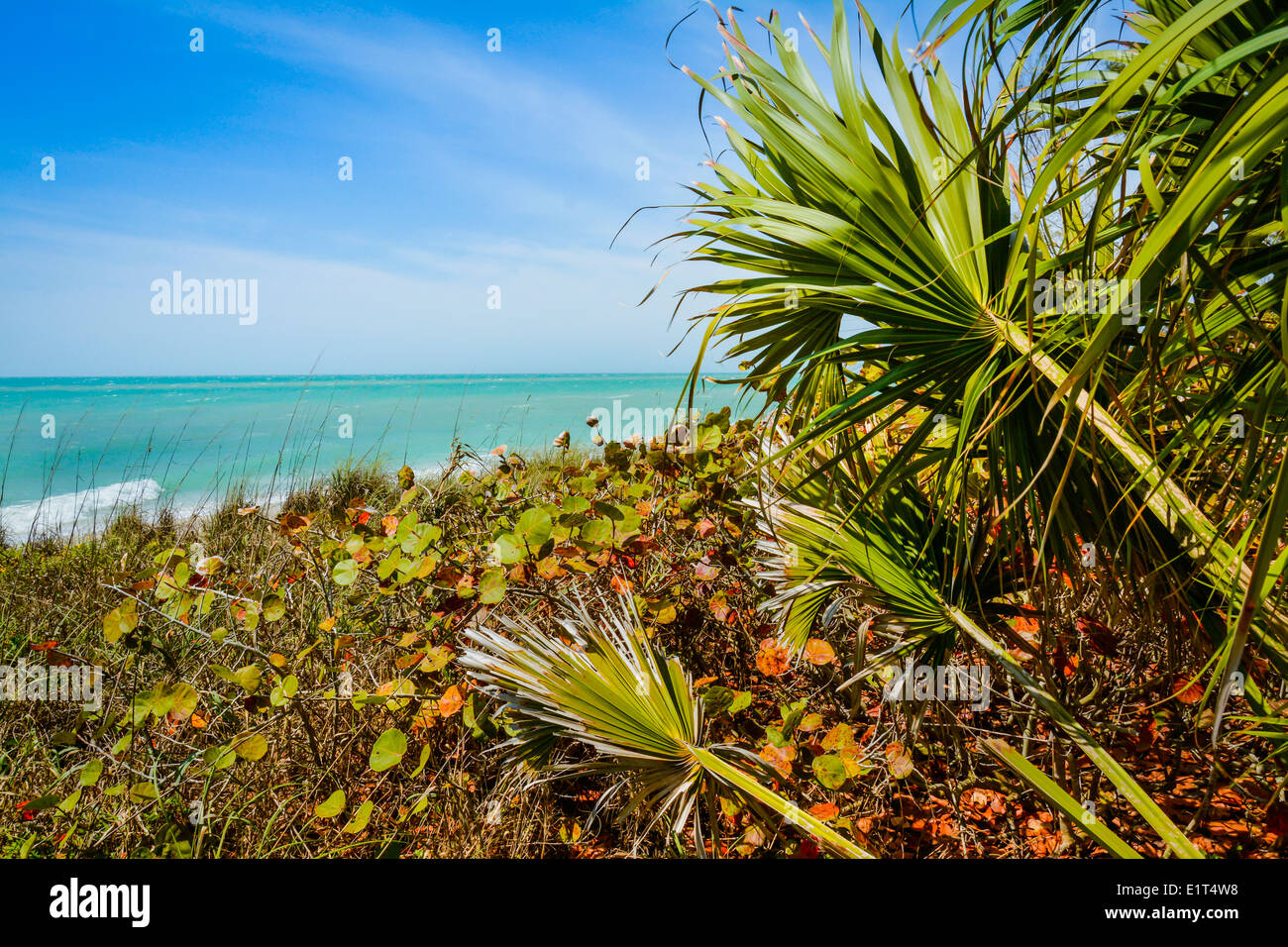 Belle végétation côtière améliore la vue de la couleur bleu-vert sur l'eau tranquille horizon tendue de l'avant Banque D'Images