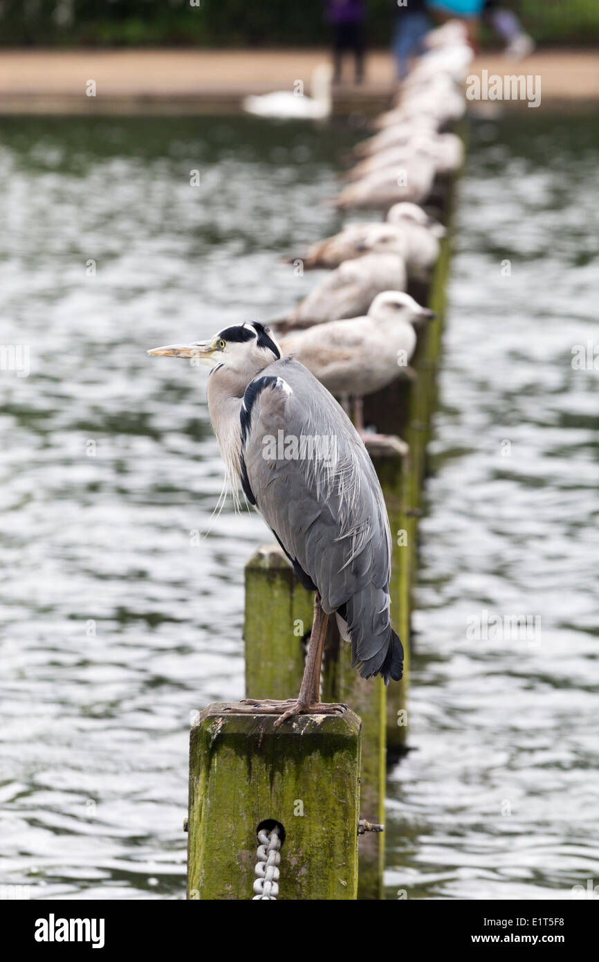 Heron et les goélands - Hyde Park - Londres Banque D'Images