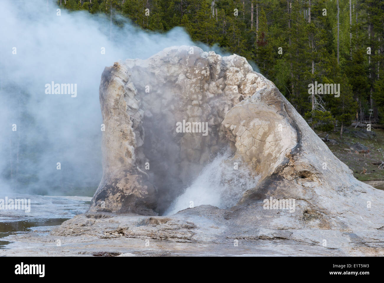 L'eau chaude et de la vapeur en éruption d'un geyser. Le Parc National de Yellowstone, Wyoming, USA. Banque D'Images