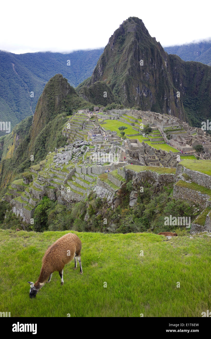 Le lama au Machu Picchu, Pérou Banque D'Images