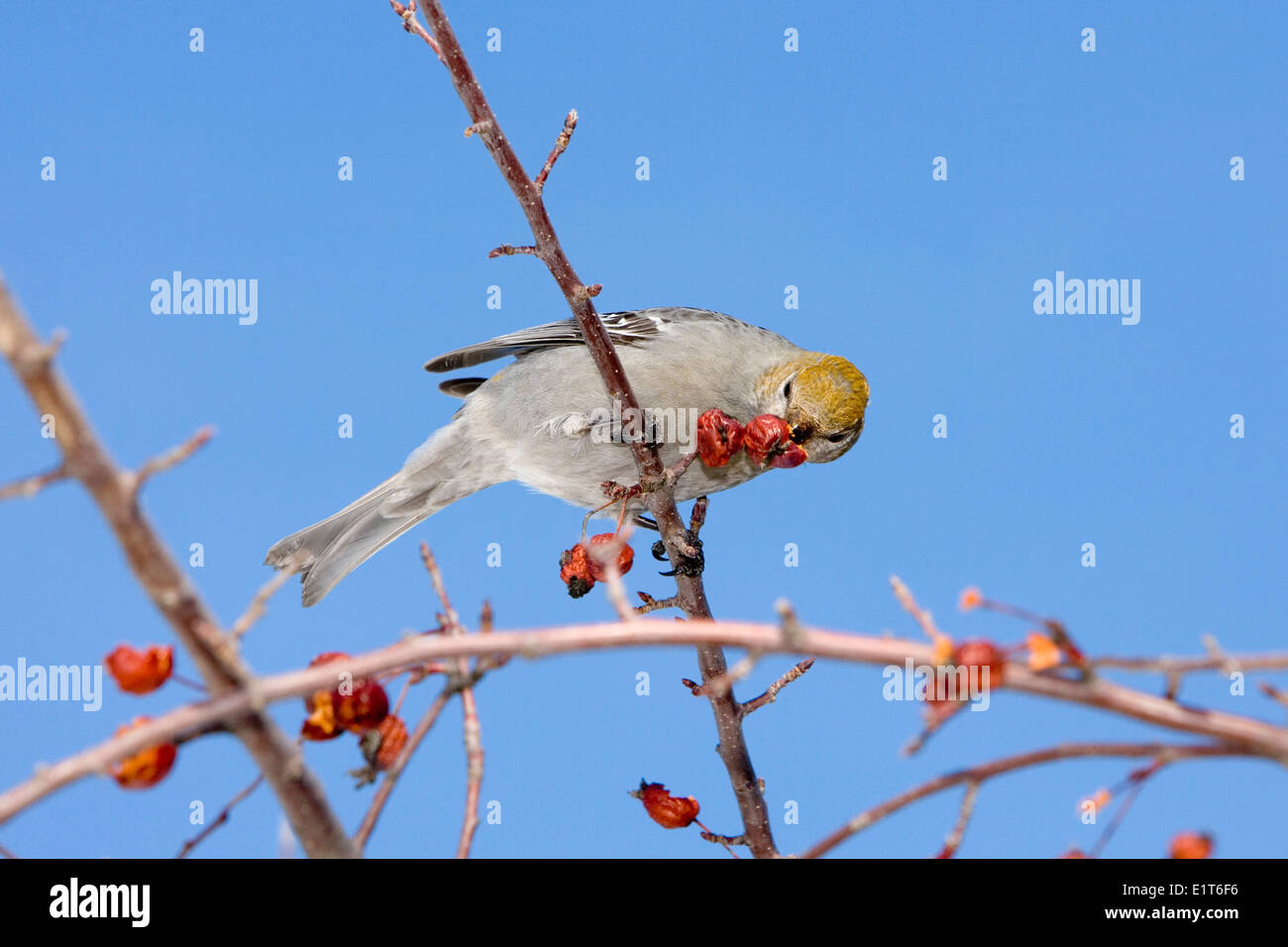 PIN Grosbeak, femelle, finch, Pinicola enucleator, Meaford, Ontario, Canada Banque D'Images