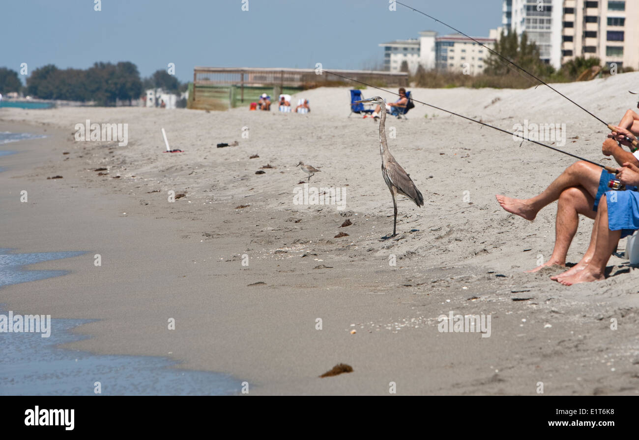 Amérique du Nord, Etats-Unis, Floride, Venise, le Grand Héron standing on beach à côté de pêcheurs Banque D'Images