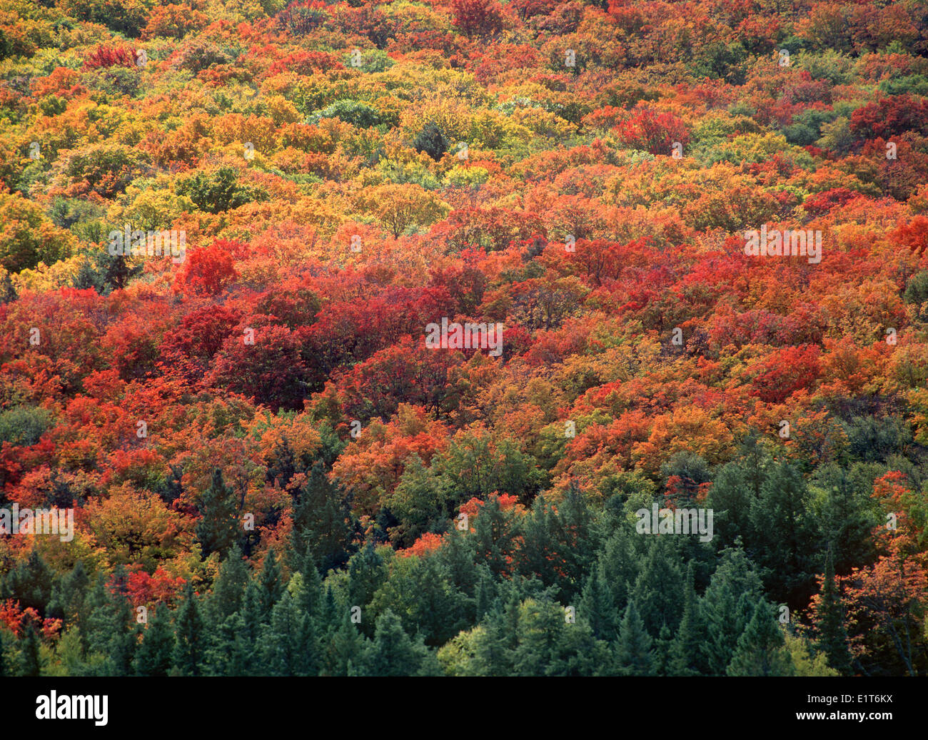 Les feuilles d'automne, forêt mixte, Amérique, Canada, Ontario, le parc provincial Algonquin Banque D'Images