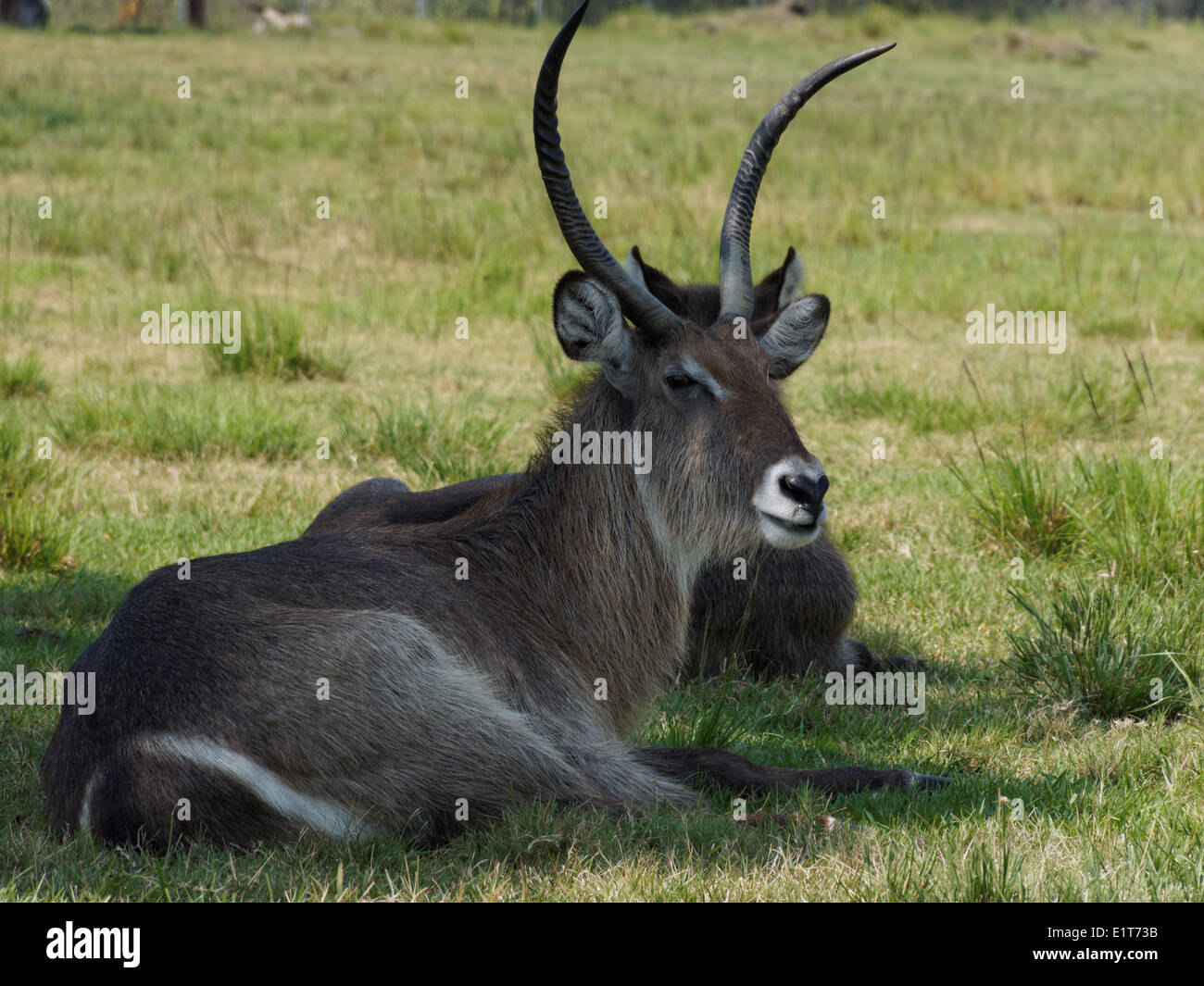 Antilope mâle Waterbuck relaxing on Green grass Banque D'Images