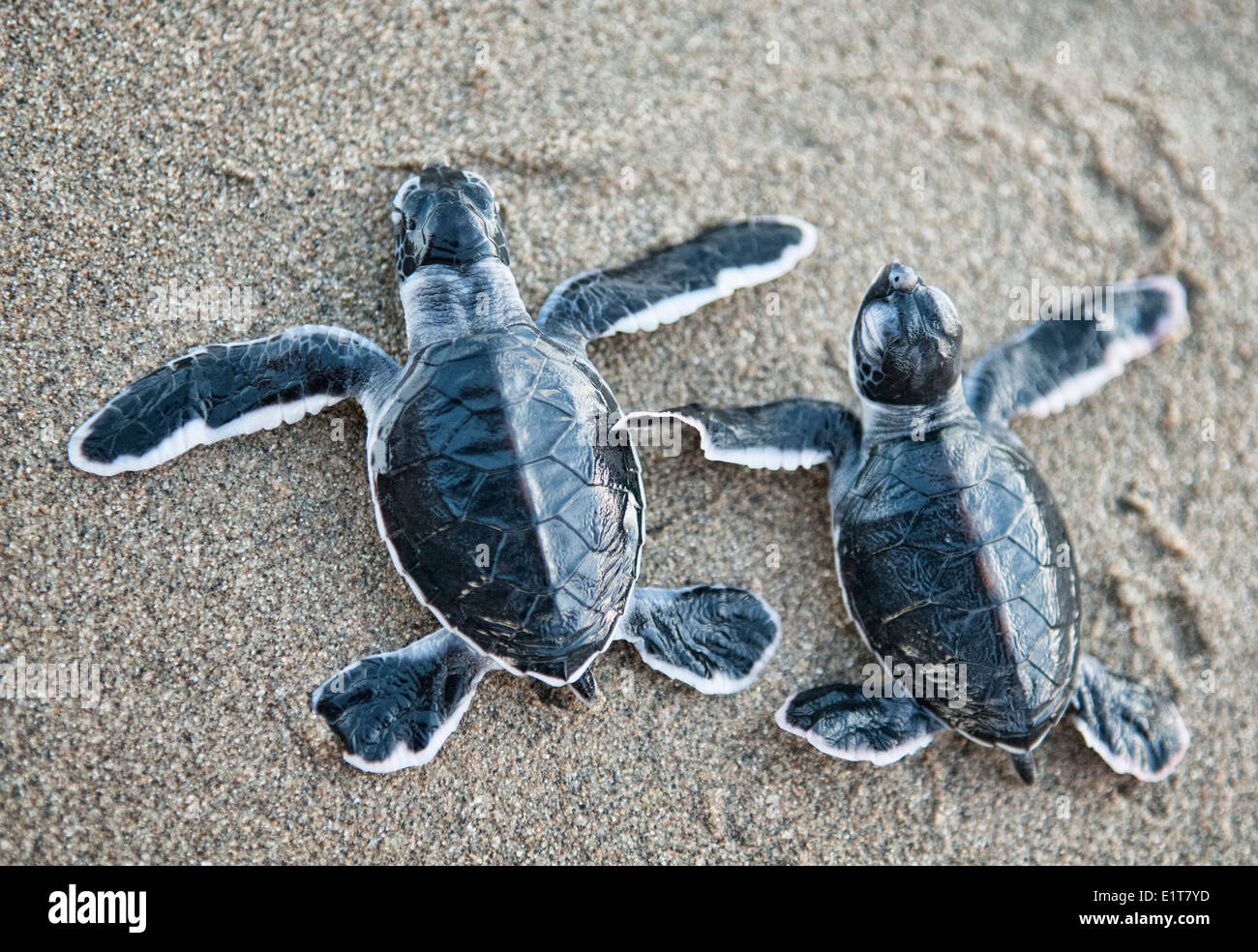 Bébé tortues vertes (Chelonia mydas) font leur chemin vers la mer pour la première fois, Sukamade Beach, Java, Indonésie Banque D'Images