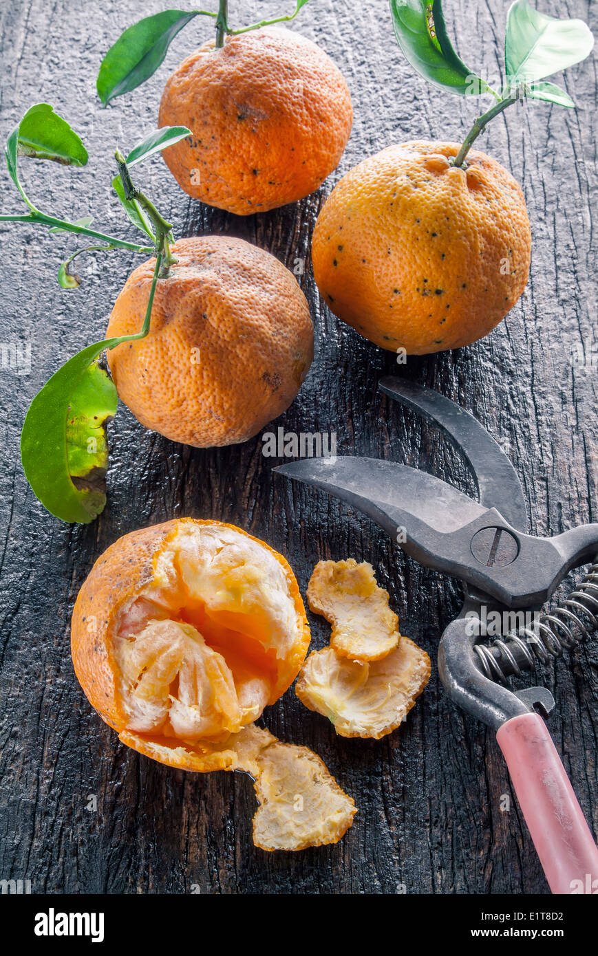 Fraîchement cueilli, oranges amères sur une table en bois avec un sécateur. Banque D'Images