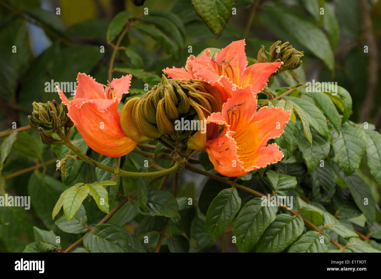 Fleurs de tulipier d'afrique Banque D'Images