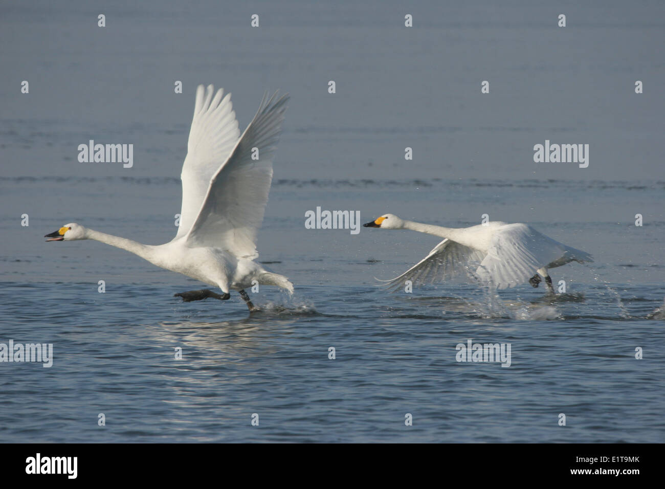 Deux Bewicks (Cygnus bewickii les cygnes) taking off Banque D'Images