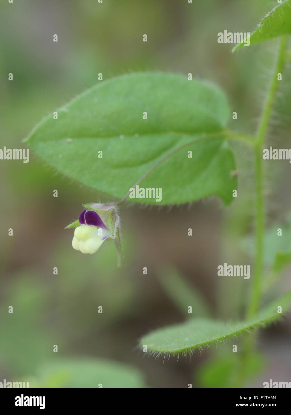 Sharp-leaved Fluellen est une espèce rare de champs et de terres arables. Il disparu dans le cadre de la modernisation de la gestion des terres Banque D'Images