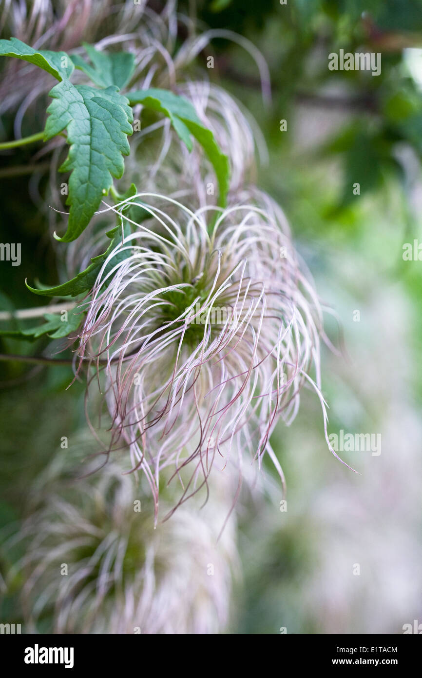 Clematis seedheads immatures. Banque D'Images