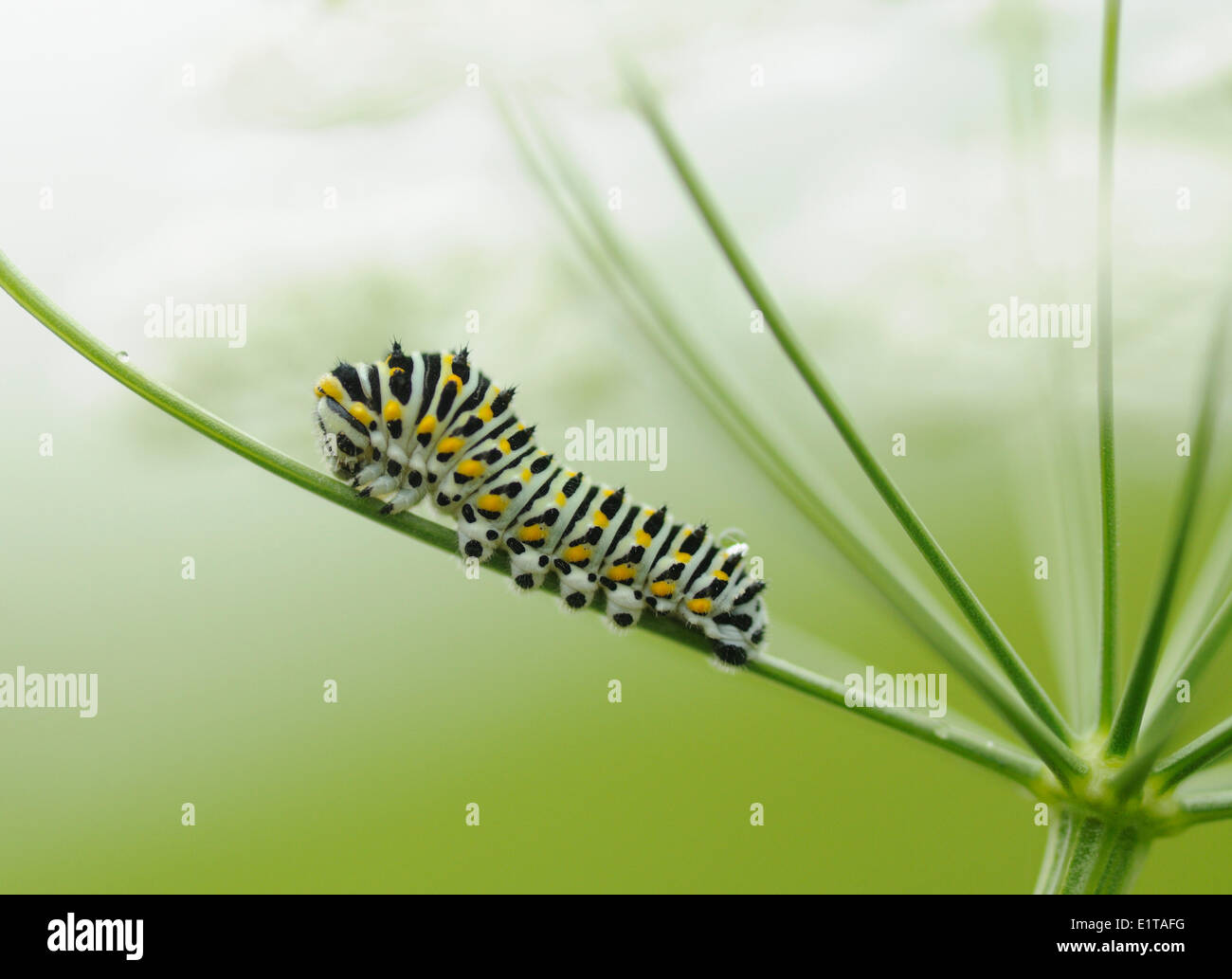 Jeune chenille jaune commun Swalowtail de nourriture dans la carotte sauvage Banque D'Images