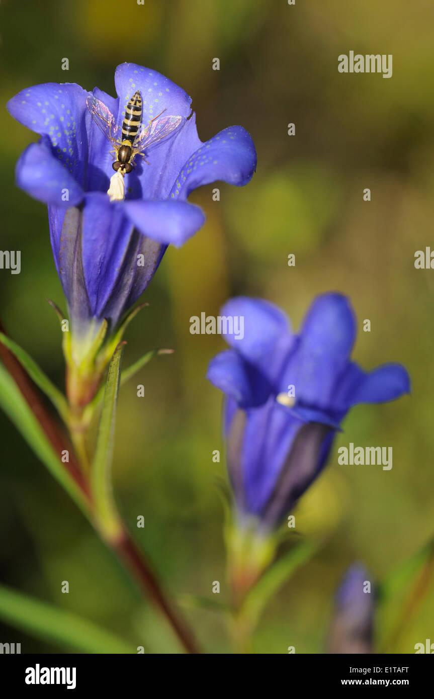 Nourriture Hooverfly sur fleur de gentiane des marais Banque D'Images