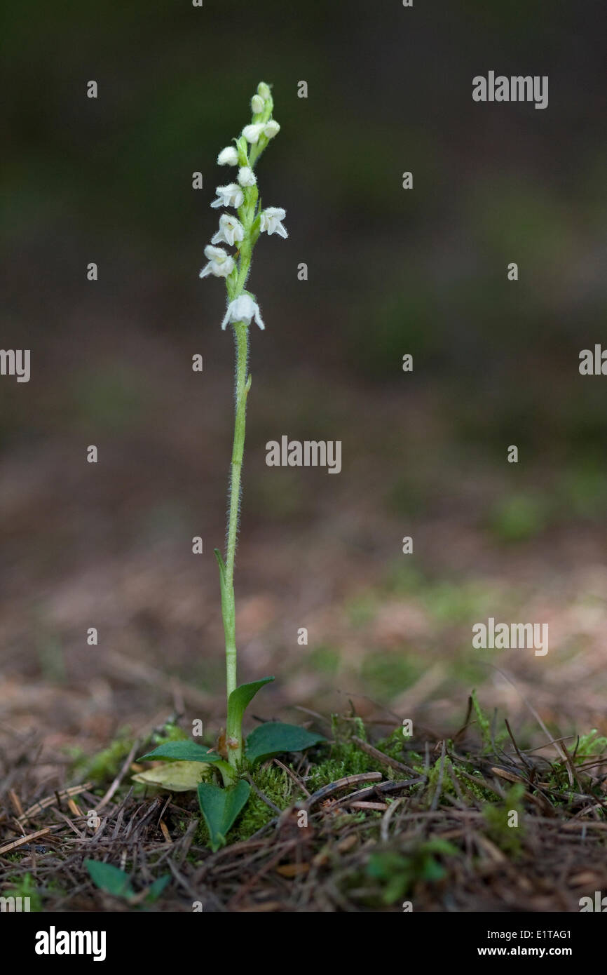 Le rampage Lady's-tresses Banque D'Images