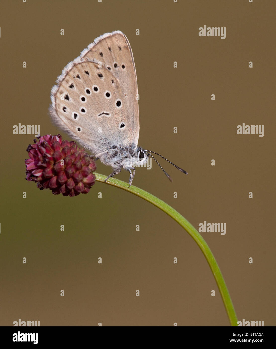 Rare grand bleu sur Salad burnet Banque D'Images