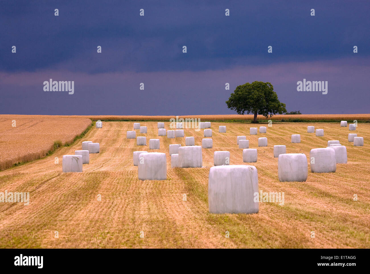 Ciel noir sur champ de grain Banque D'Images