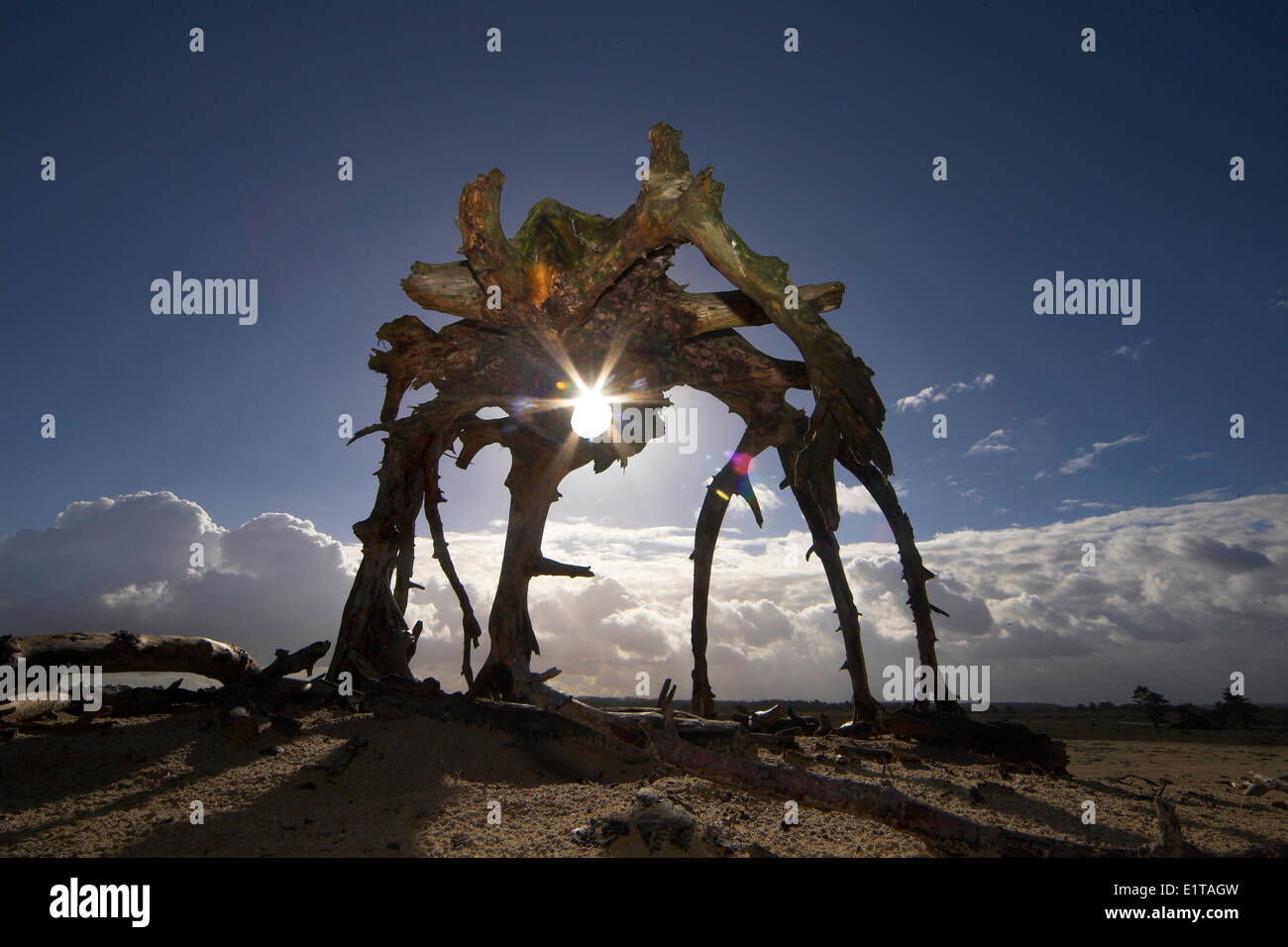 Sculpture réalisée de racines Banque D'Images
