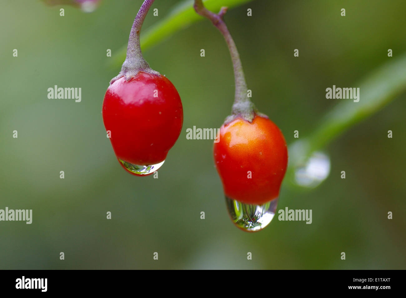 Gouttes de pluie sur les baies de Woody nightshade (Solanum dulcamara) Banque D'Images