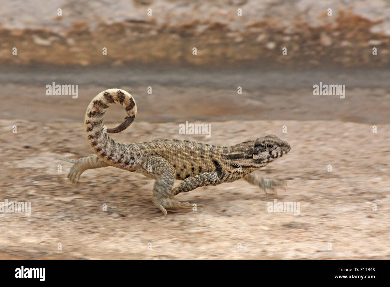 Le Lézard Curly nord (Leiocephalus carinatus) Banque D'Images