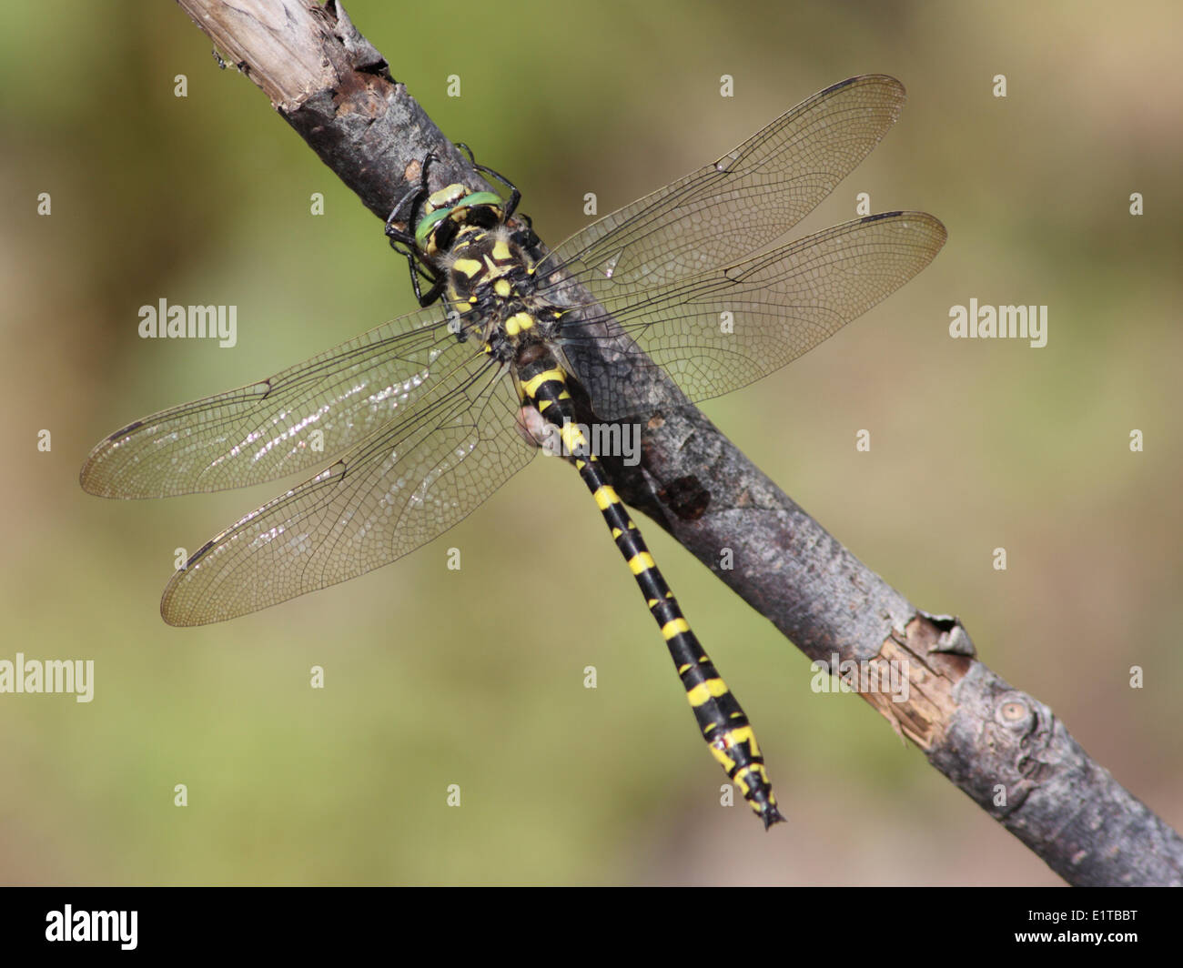 Le Golden-ringed Dragonfly espèce de petits ruisseaux d'eau courante propre leurs larves vivent dans l'eau de l'air au-dessus d'elle fréquente des adultes Banque D'Images