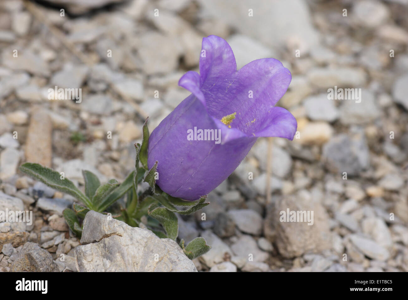 Campanule alpestre endémique dans le sud-ouest de plantes des Alpes, il n'est pas basse grande fleur qui peut atteindre 4 cm de longueur ils trouvés Banque D'Images