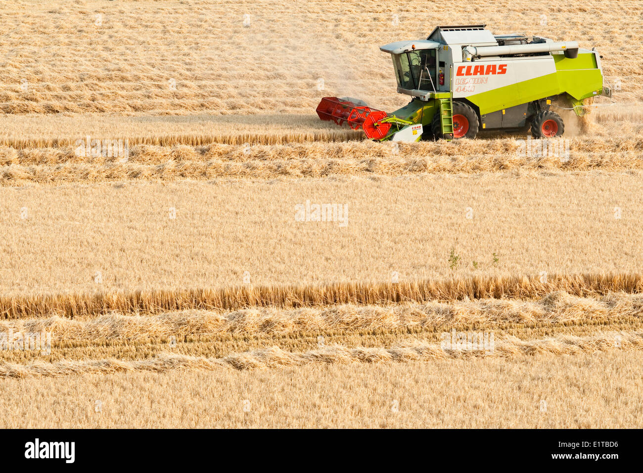 La récolte du blé d'agriculteurs avec l'agriculture énorme machine. Banque D'Images