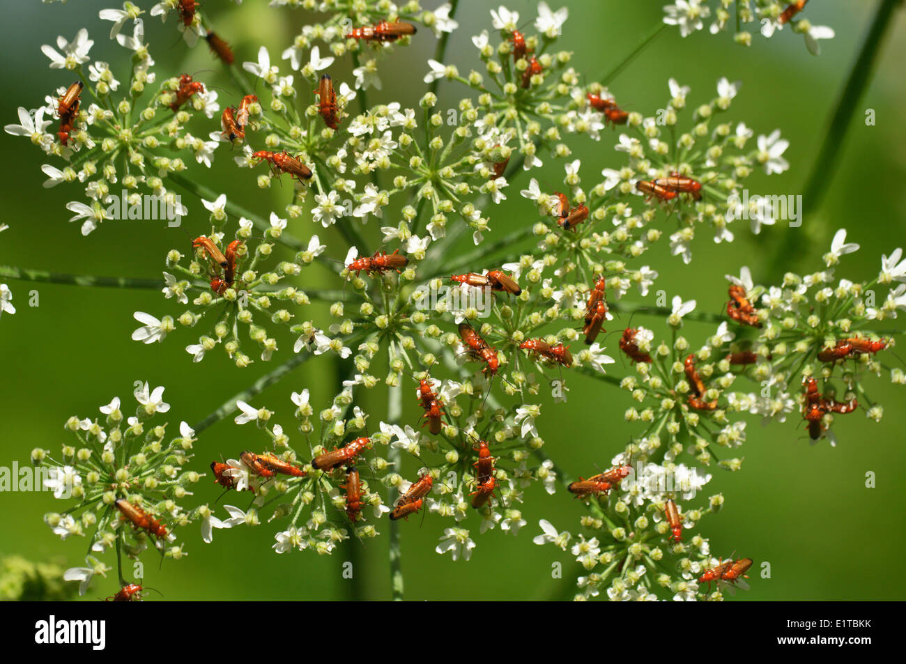 Les coléoptères soldat rouge commune sur une fleur de la famille de la carotte Banque D'Images