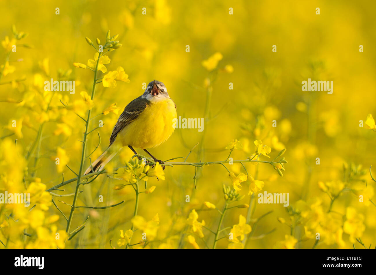 Le chant mâle bleu-jaune Bergeronnette printanière dans domaine de colza Banque D'Images