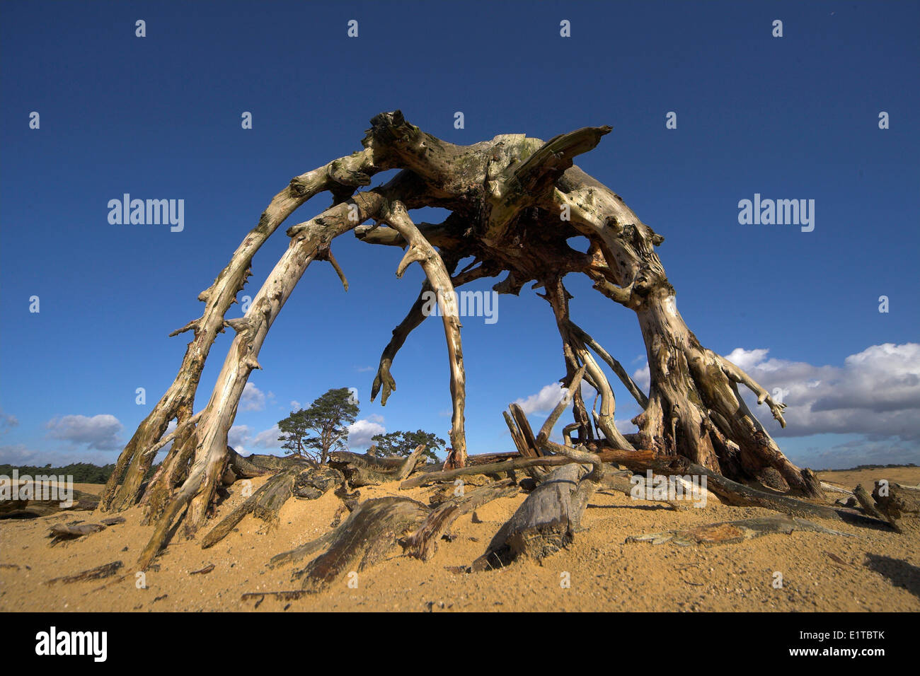 Sculpture de racines de l'arbre sur driftsands Banque D'Images