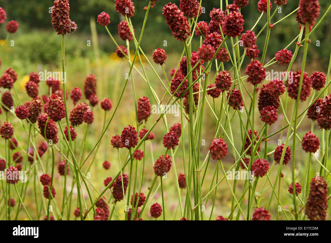 Vue latérale de la floraison du cluster spécimen de la Pimprenelle Banque D'Images