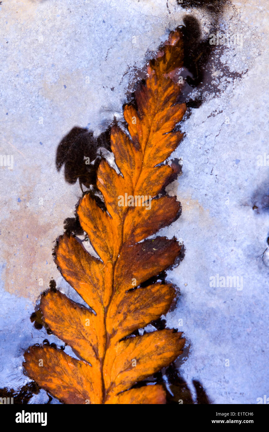 Feuille de fougère sur une couche de film sur l'eau Banque D'Images