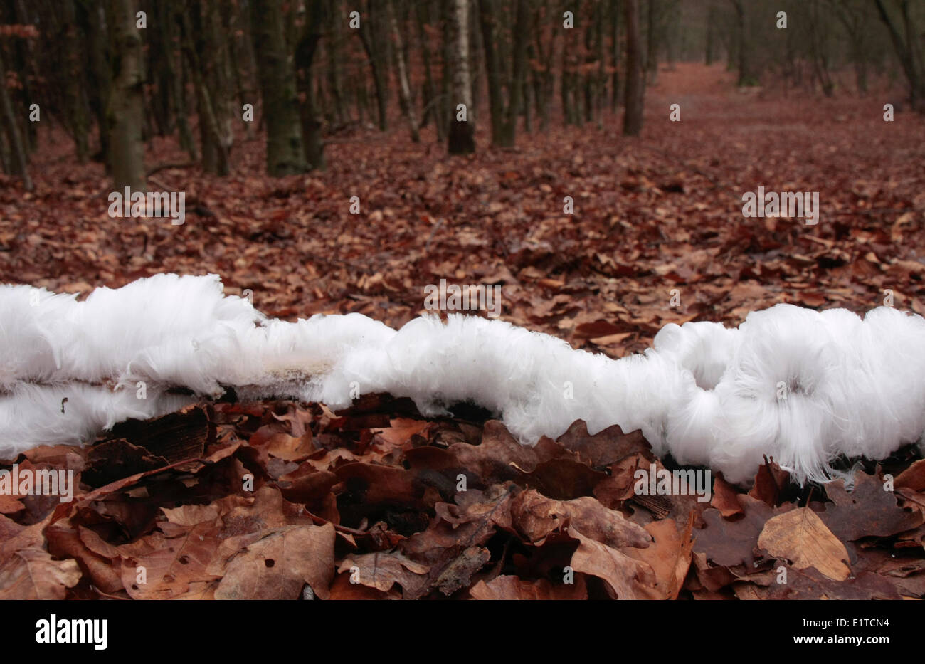 Icehair est causée par un champignon active à l'intérieur d'une branche morte à frost et une humidité élevée. Banque D'Images
