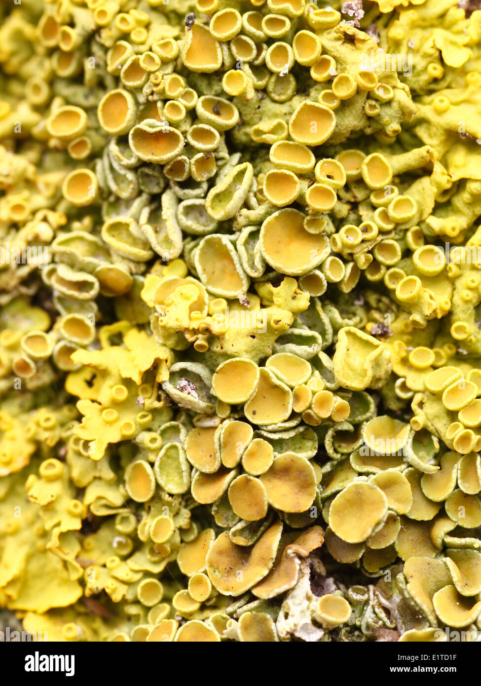 Nitrophiles Xanthoria parietina est un lichen qui pousse sur l'écorce et des pierres. Banque D'Images