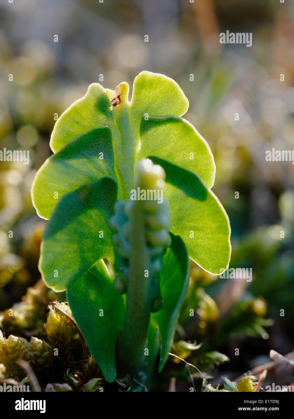 Moonwort est typique de la végétation Botrychio-Polygaletum, rare dans les dunes. Banque D'Images