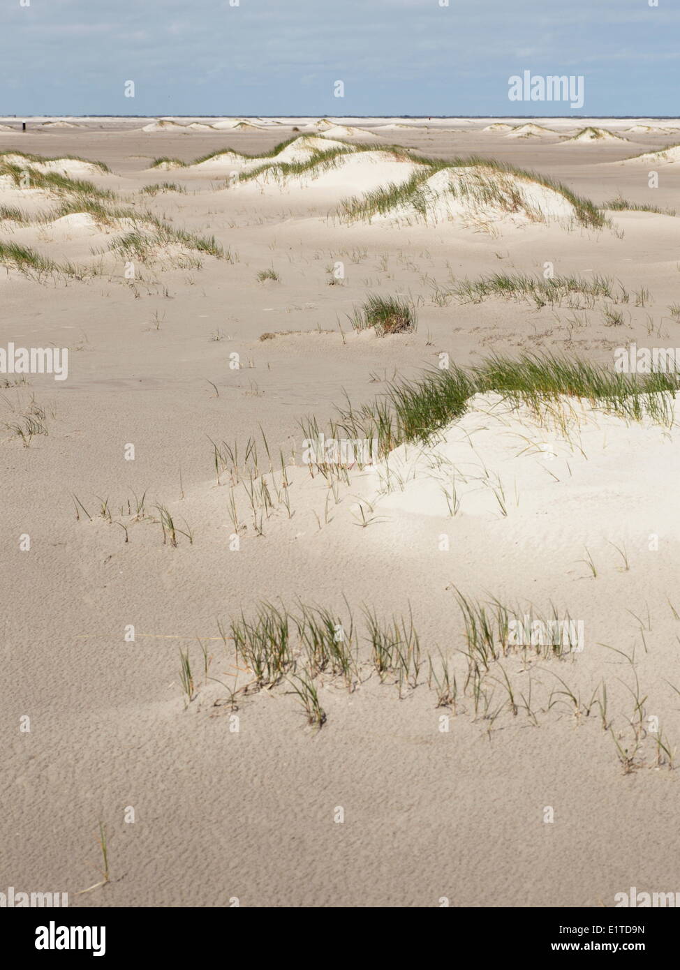 La longue plage de l'ouest d'Ameland donne de nombreuses opportunités pour la formation de dunes. Banque D'Images