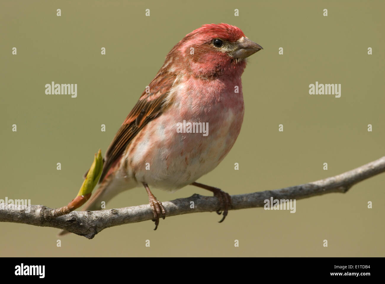 Un mâle Roselin pourpré assis sur une branche. Banque D'Images