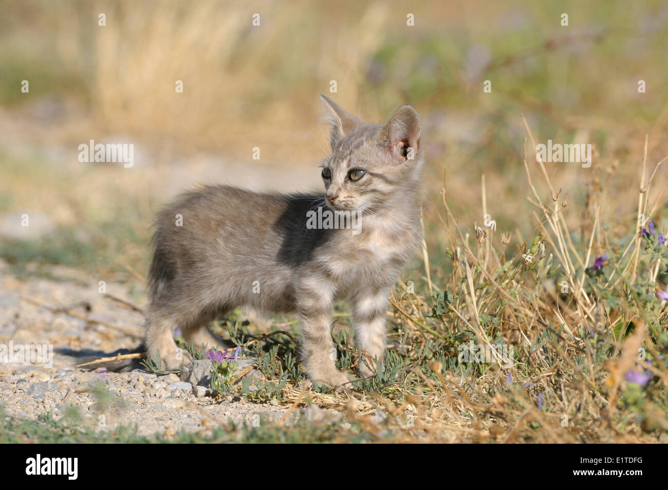 Jeune chaton laissé seul sur le bord de la route dans un naturepark Banque D'Images