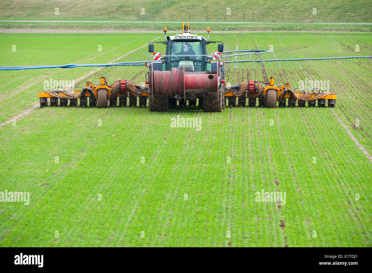 L'injection de fumier sur un champ d'winterwheat Banque D'Images