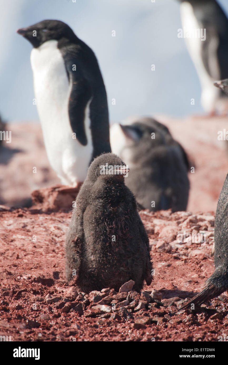 Adelie Penguin chick debout dans le soleil, l'Île Petermann (Antarctique) Banque D'Images