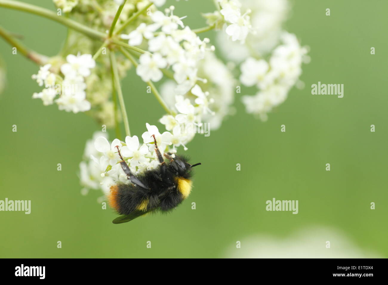 Début de Bumblebee sur Anthriscus sylvestris. Banque D'Images